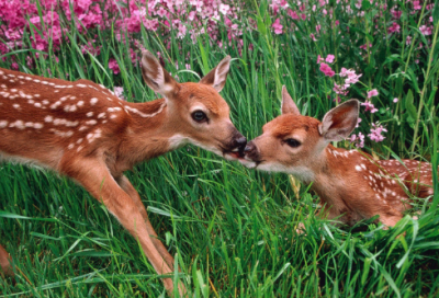 ​正月十五祝福短信