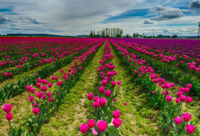 ​马年春节祝福语大全
