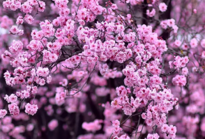 ​写在贺卡上的中秋节祝福语66句