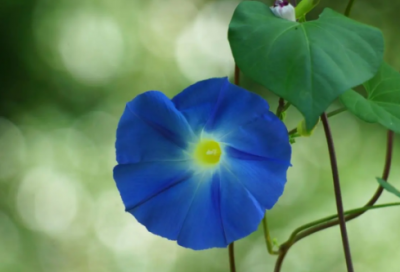 ​十一节日祝福短信