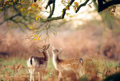 ​圣诞节的祝福语