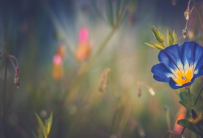 ​母亲节祝福语