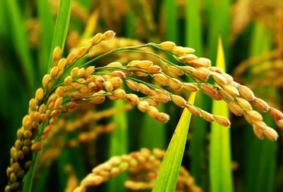 ​东至祝福短信