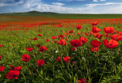 ​生日祝福语领导