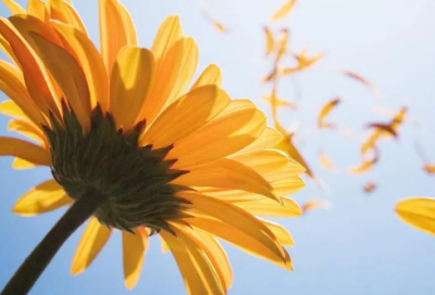 ​新年祝福短信大全