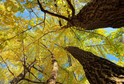 ​元旦节短信祝福语