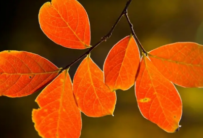 ​新年经典祝福短信