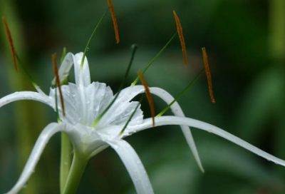 ​端午节经典祝福短信