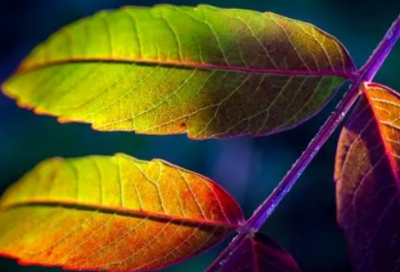 ​冬至祝福短信大全