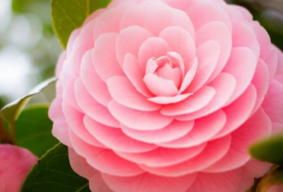 ​新年祝福短信息