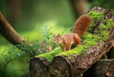 ​春节祝福搞笑短信