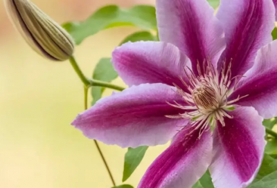 ​早安短信祝福短语