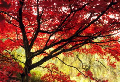 ​搞笑春节祝福短信